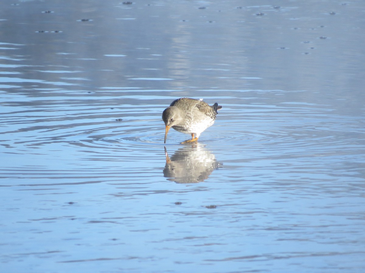 Purple Sandpiper - ML646262591