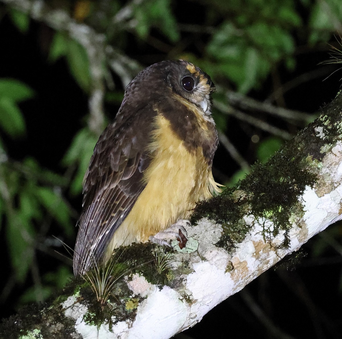 Tawny-browed Owl - ML646262592