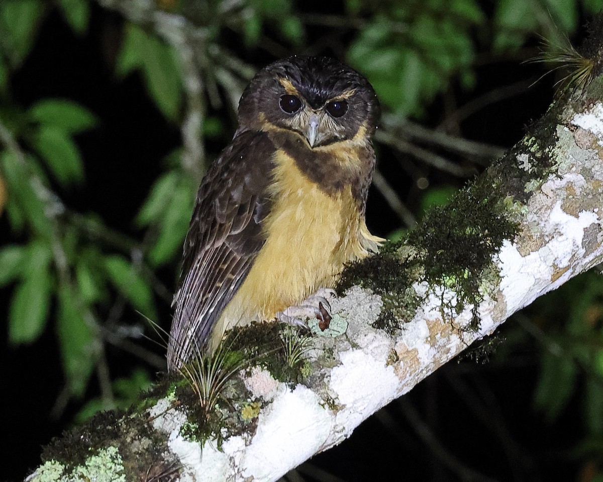 Tawny-browed Owl - ML646262593