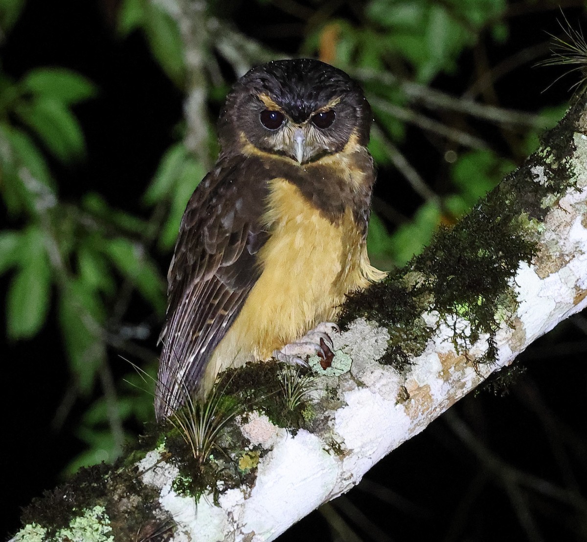 Tawny-browed Owl - ML646262594