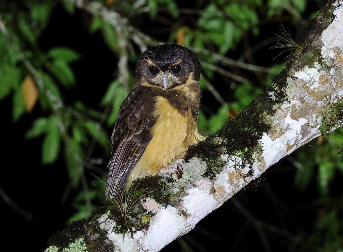 Tawny-browed Owl - ML646262595