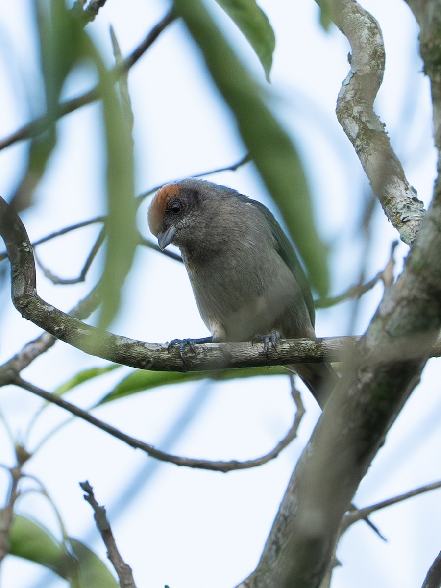 Scrub Tanager - ML646262599