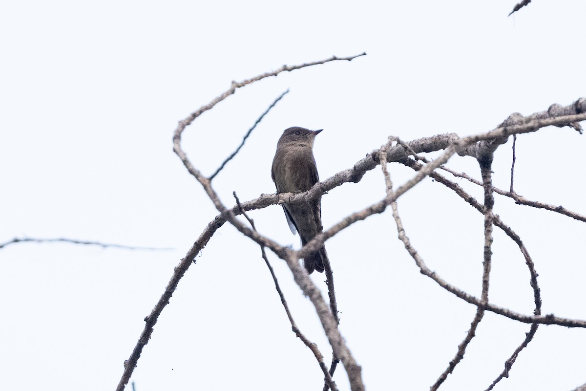 Blasskehl-Schnäppertyrann - ML646262606