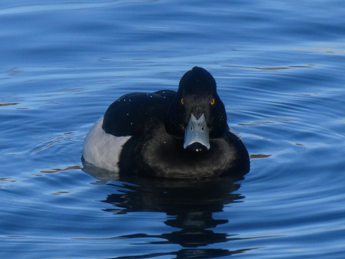 Tufted Duck - ML646262607