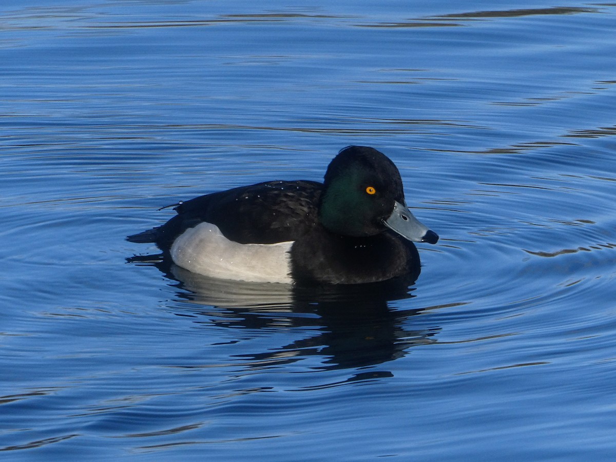 Tufted Duck - ML646262608