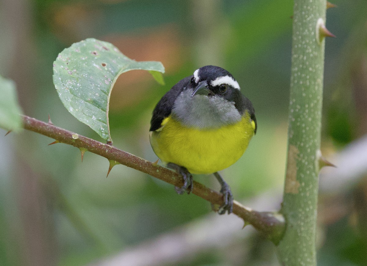 Цереба - ML646262609