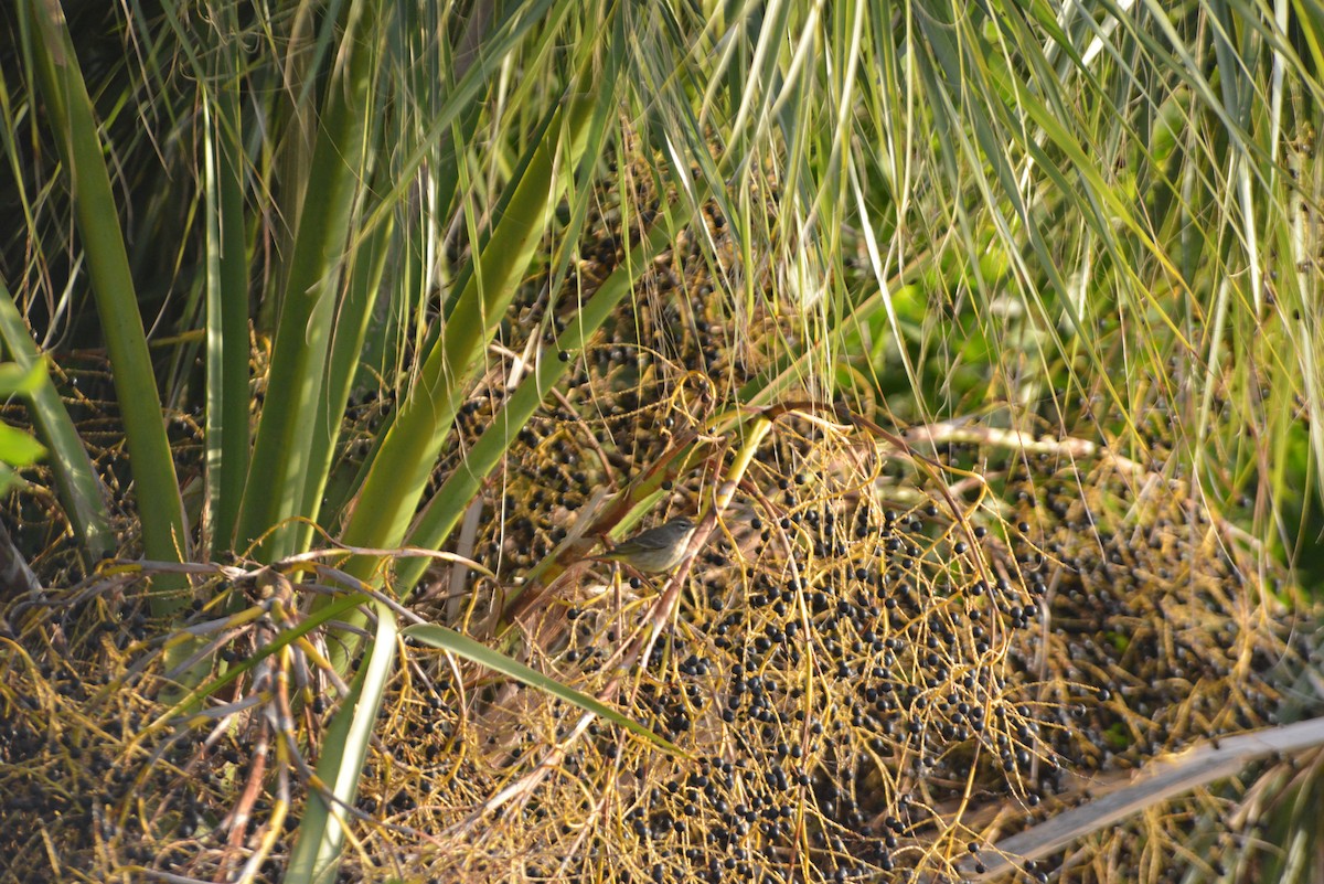 Palm Warbler - ML646262623