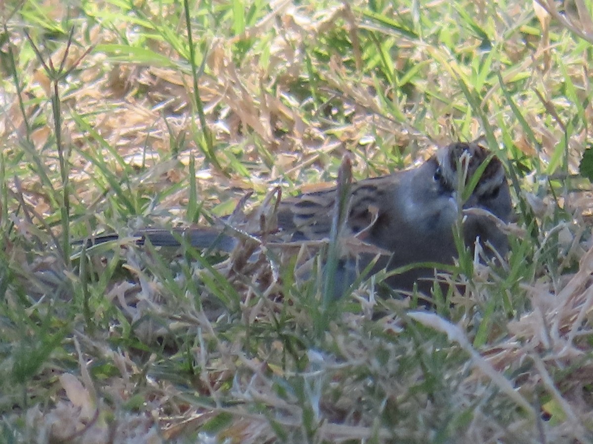 Chipping Sparrow - ML646262624