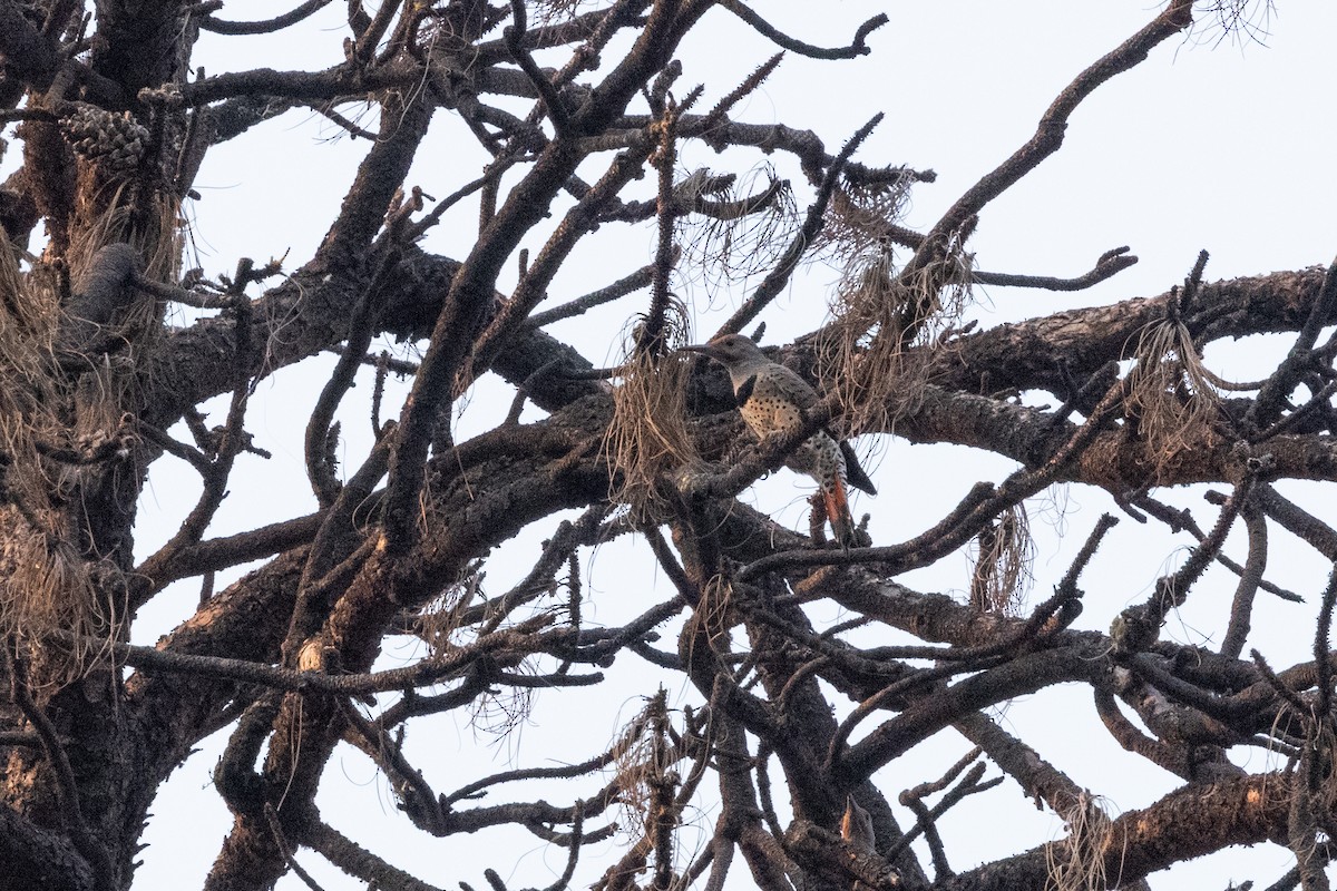 Northern Flicker - ML646262627