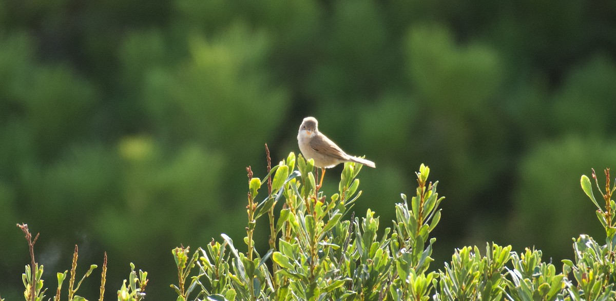 Spectacled Warbler - ML646262628