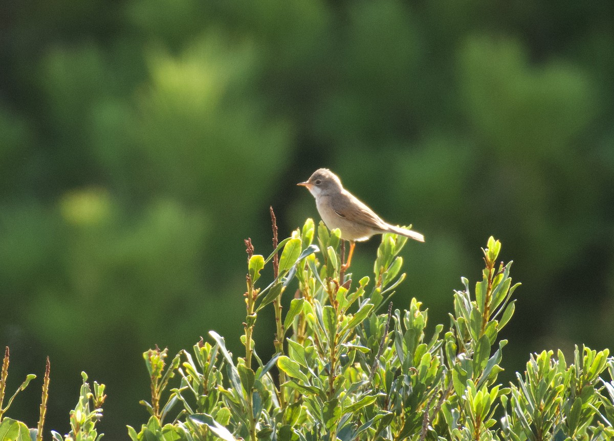 Spectacled Warbler - ML646262629