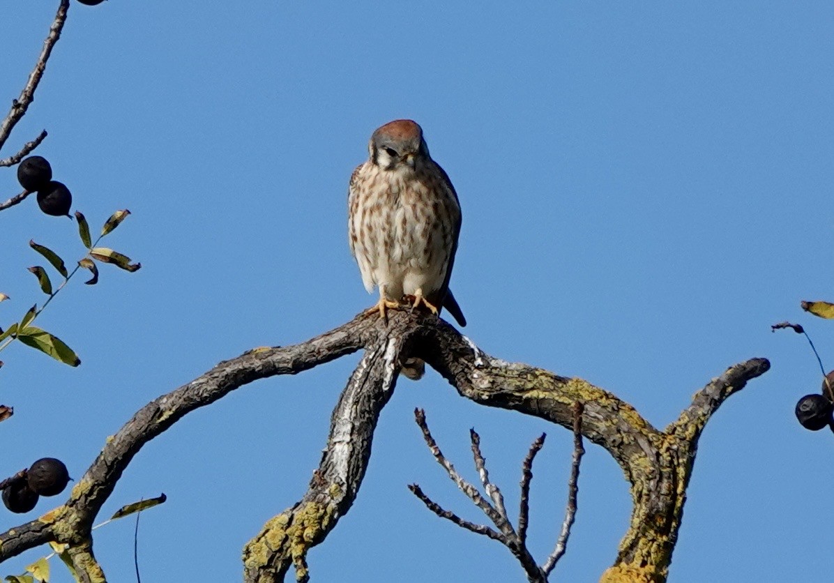 American Kestrel - ML646262630