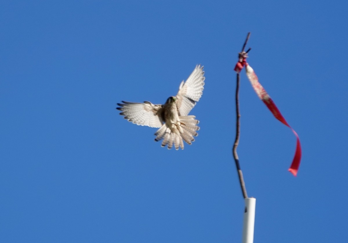 American Kestrel - ML646262631
