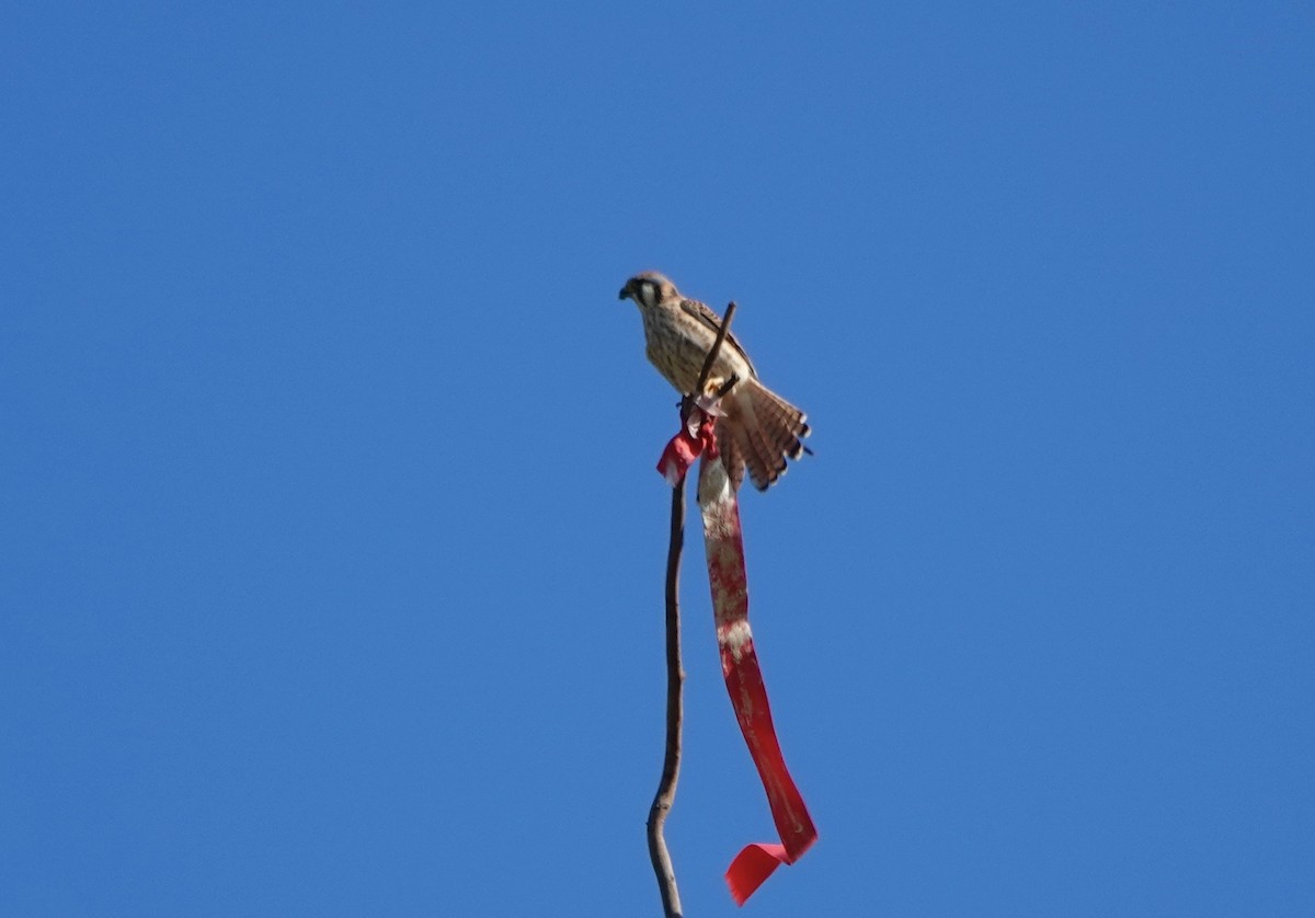 American Kestrel - ML646262632