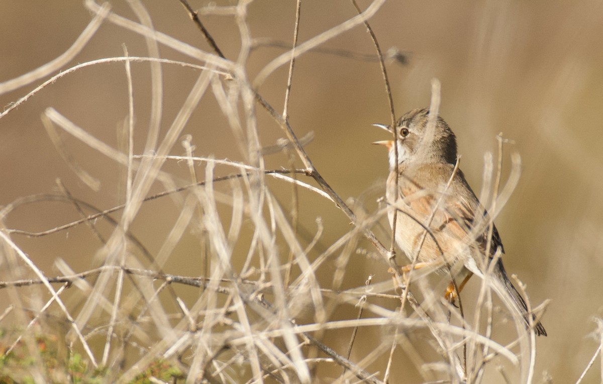 Spectacled Warbler - ML646262633