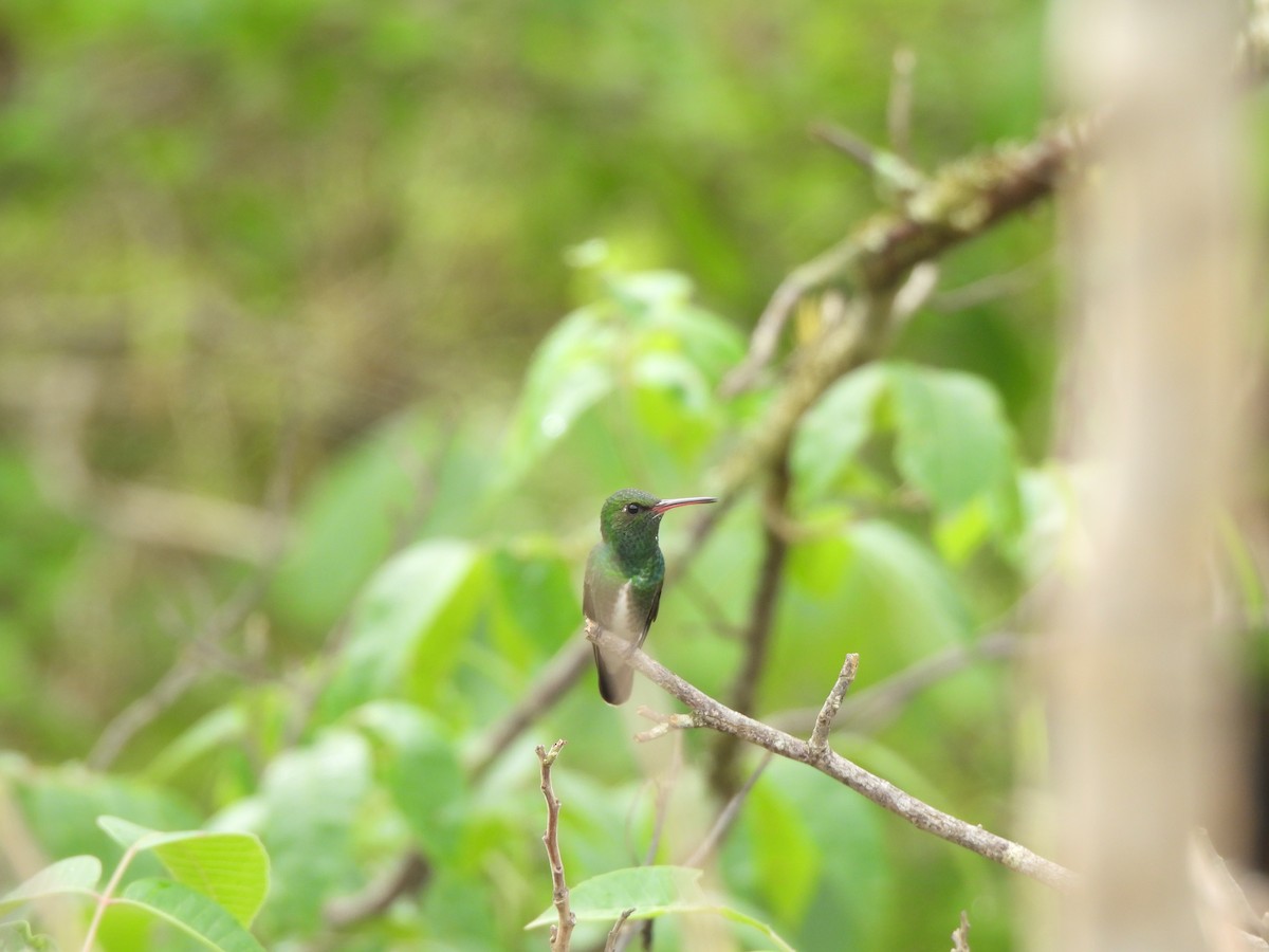 Glittering-throated Emerald - ML646262634