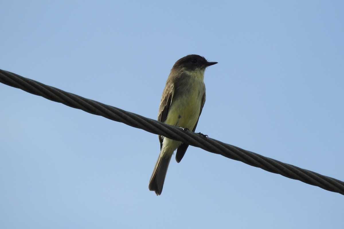 Eastern Phoebe - ML646262636