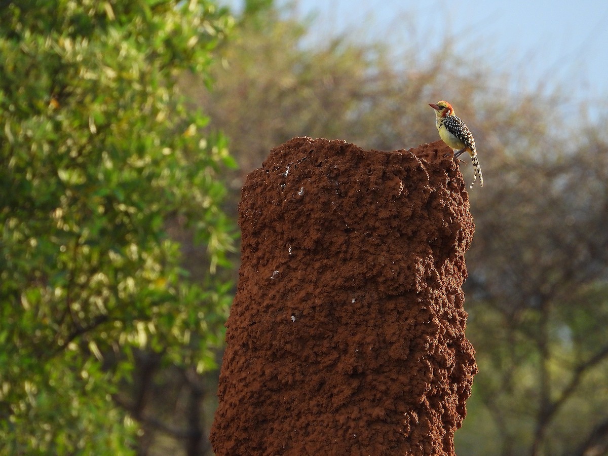 Red-and-yellow Barbet - ML646262637
