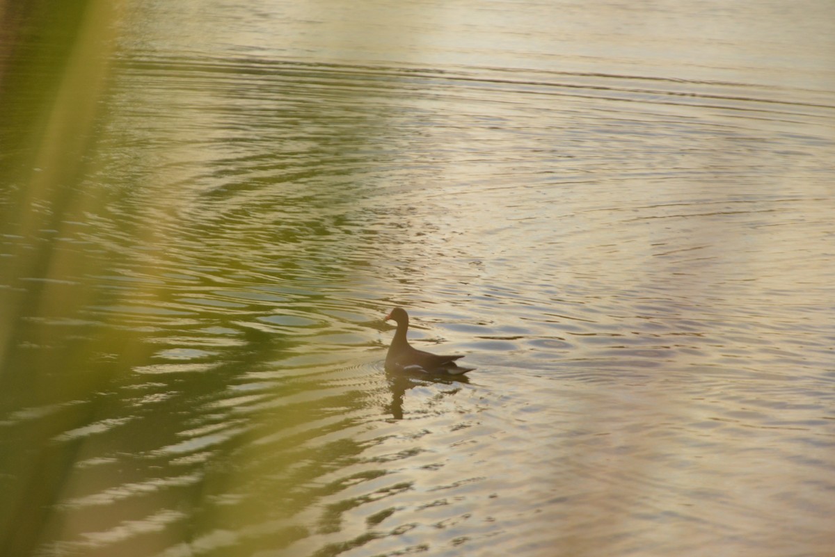 Common Gallinule - ML646262638