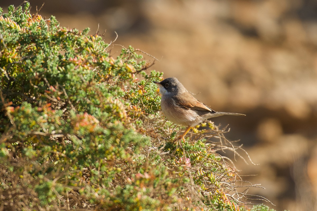 Spectacled Warbler - ML646262641