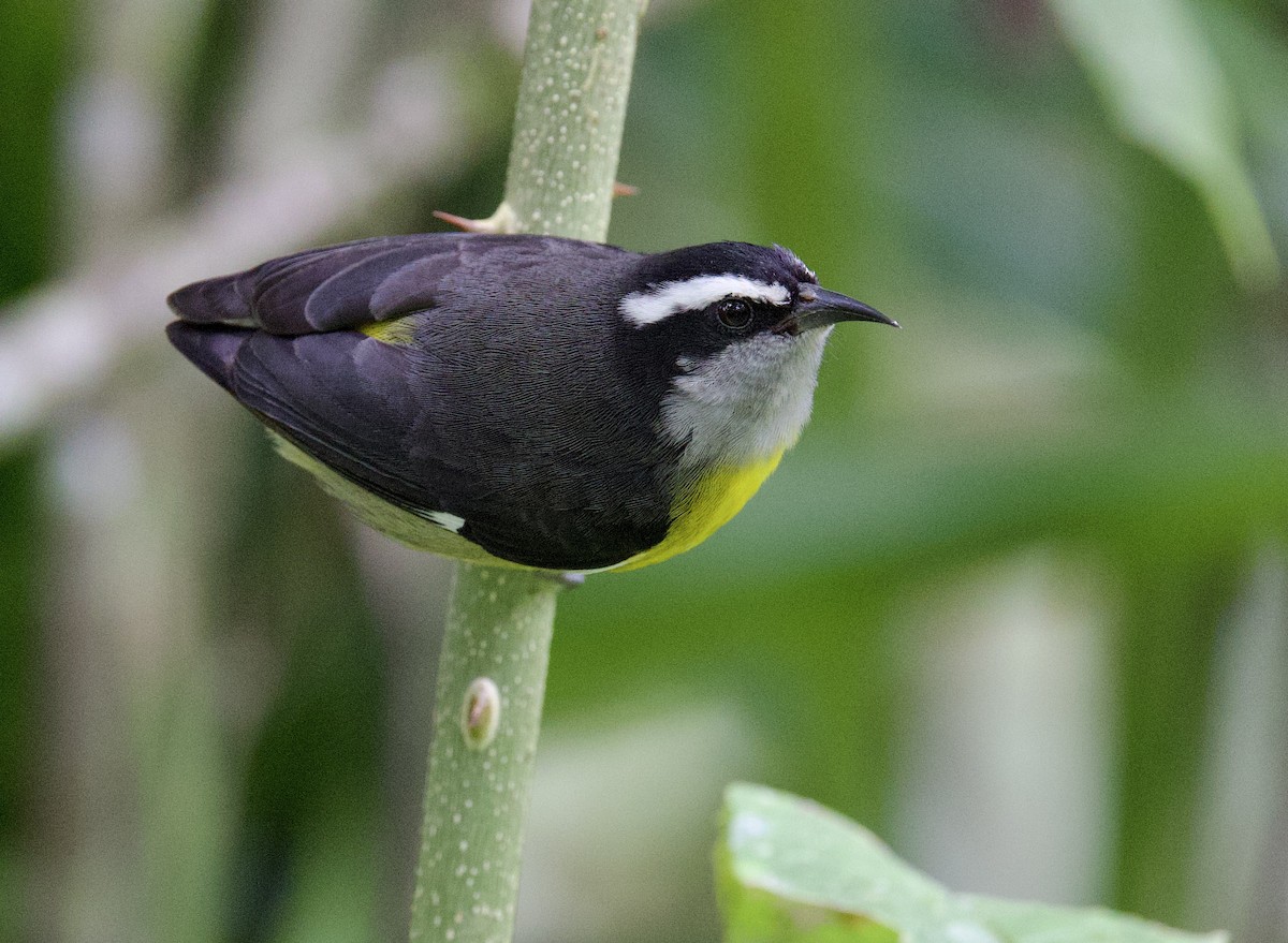 Bananaquit - ML646262642