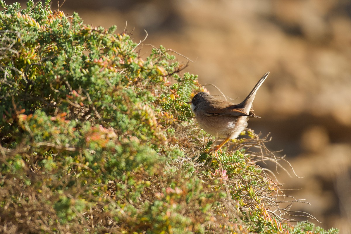 Spectacled Warbler - ML646262643