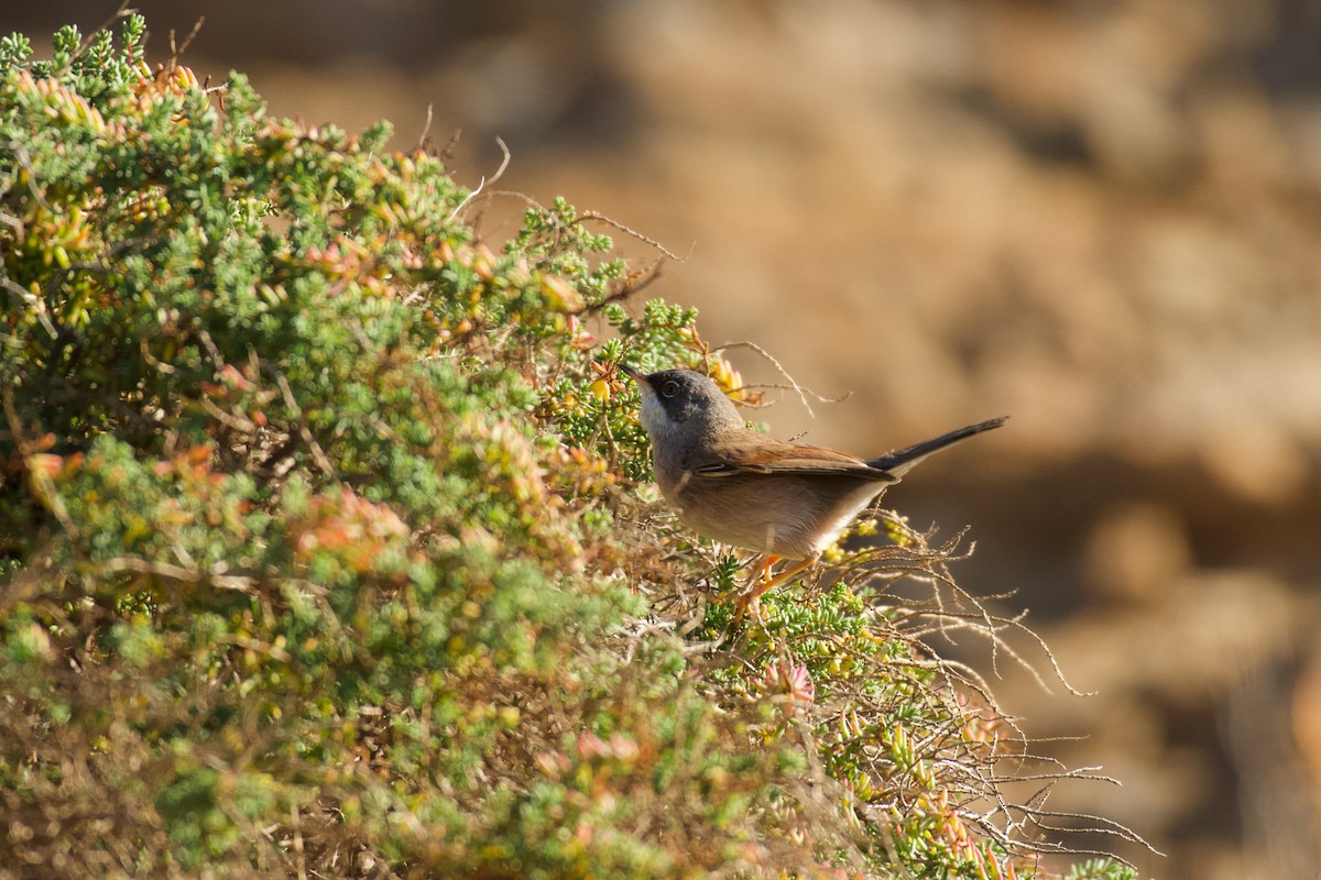 Spectacled Warbler - ML646262644