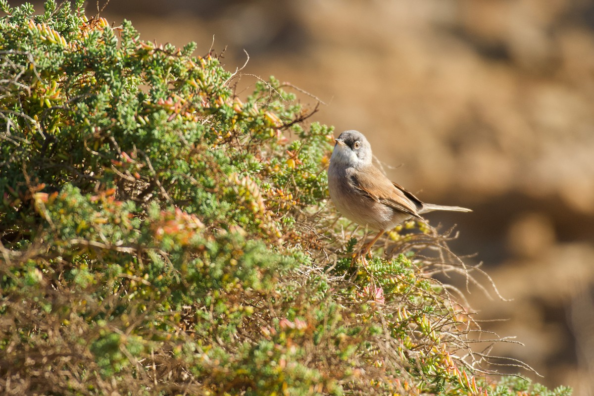 Spectacled Warbler - ML646262645
