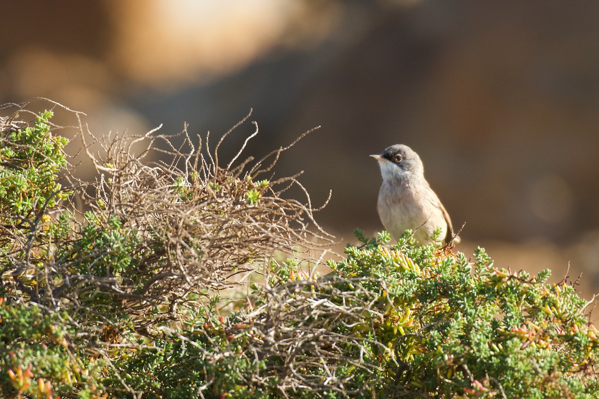 Spectacled Warbler - ML646262651