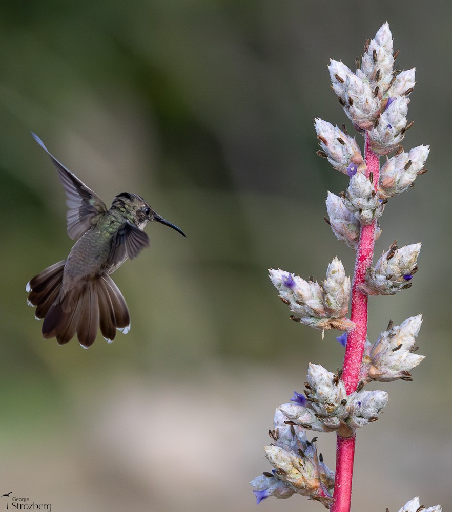 Ruby-topaz Hummingbird - ML646262652