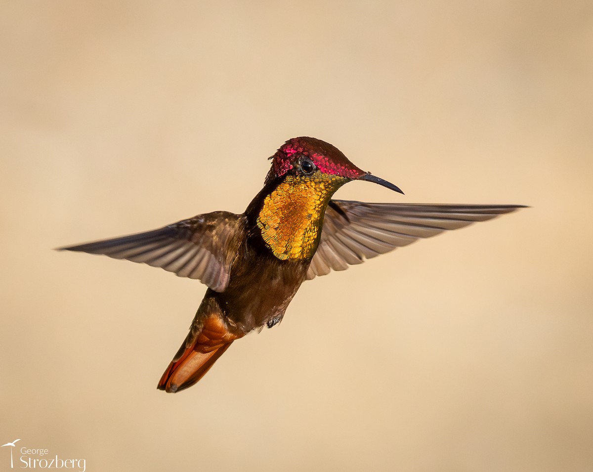 Ruby-topaz Hummingbird - ML646262653