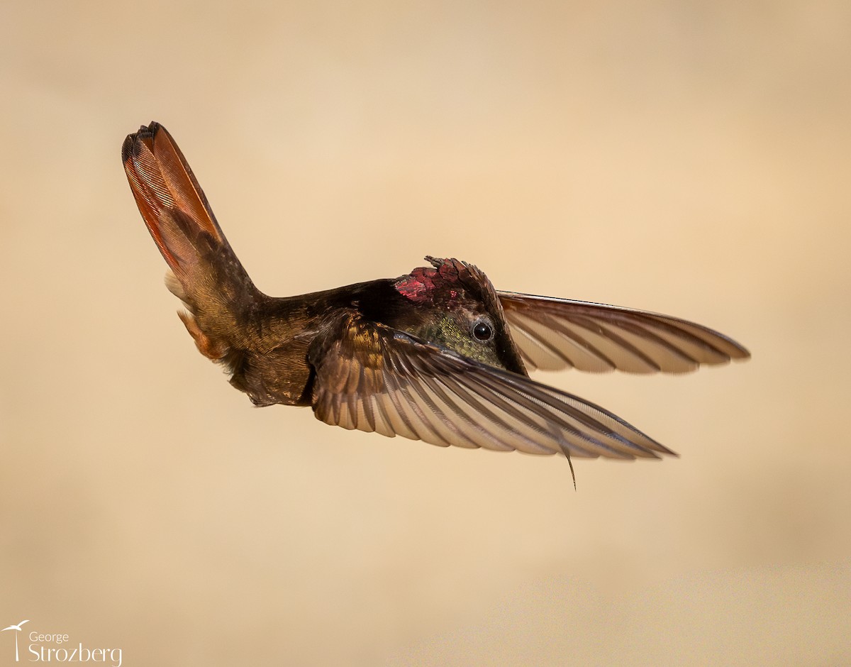 Ruby-topaz Hummingbird - ML646262654