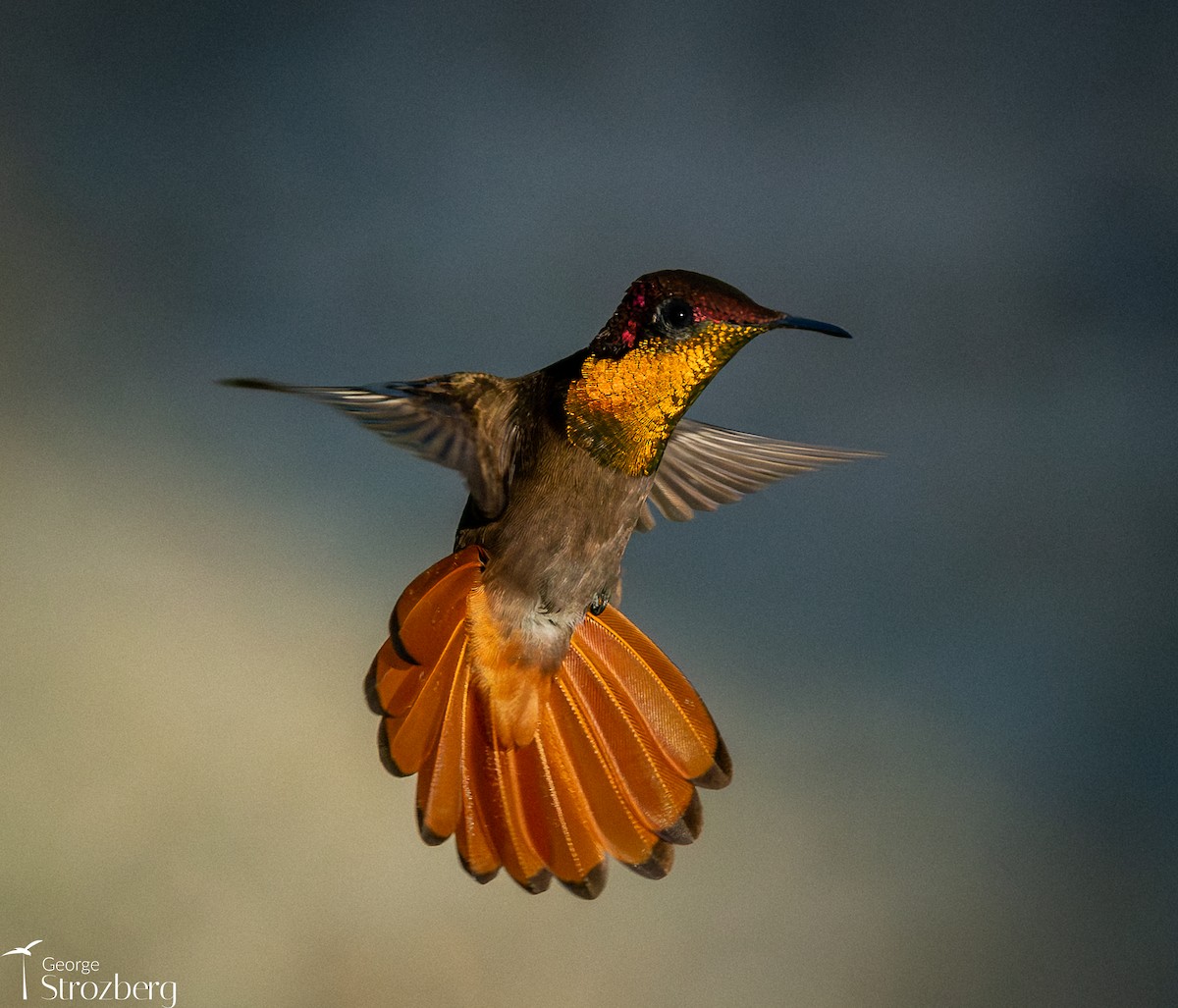 Ruby-topaz Hummingbird - ML646262655