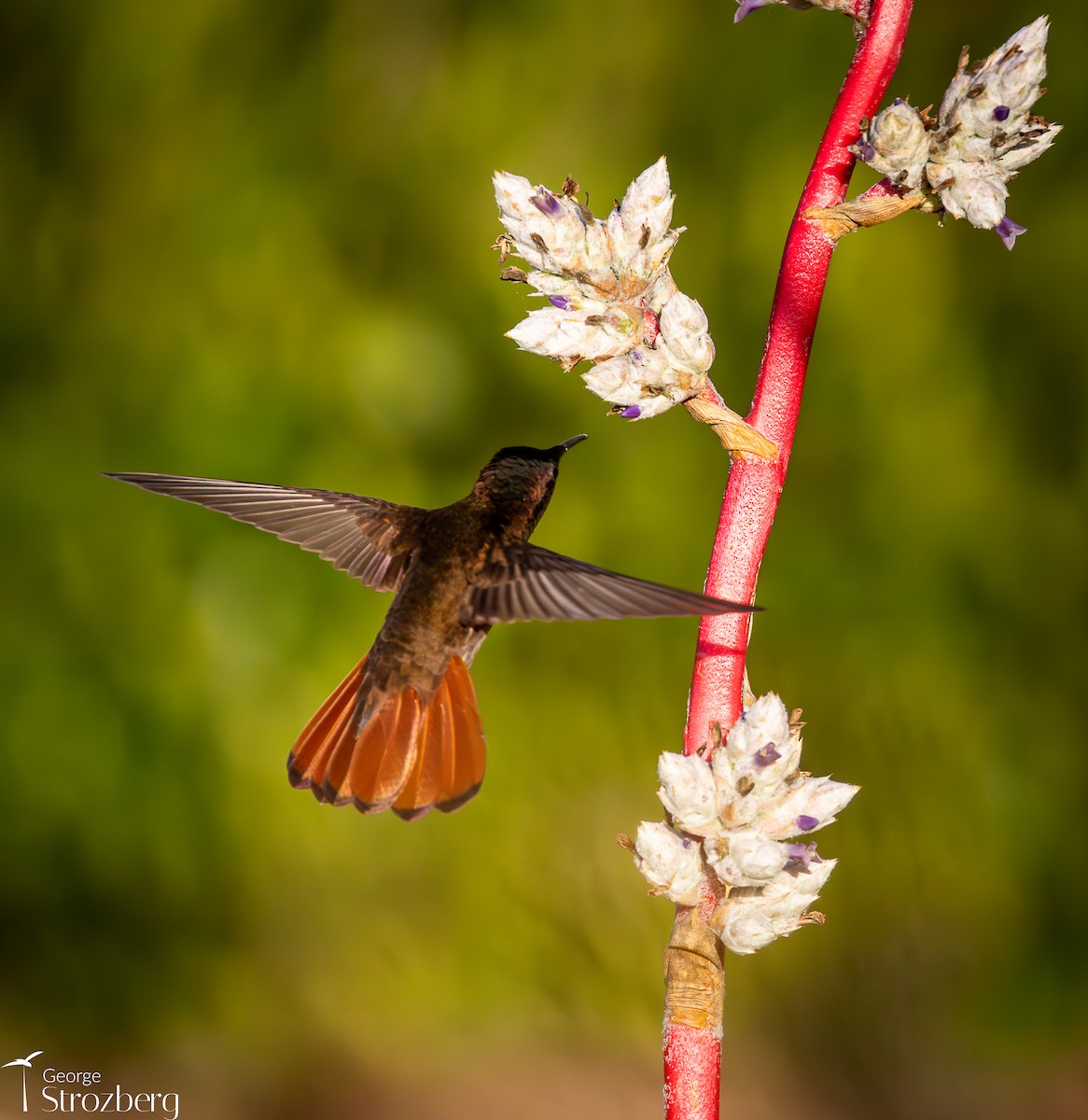 Ruby-topaz Hummingbird - ML646262656