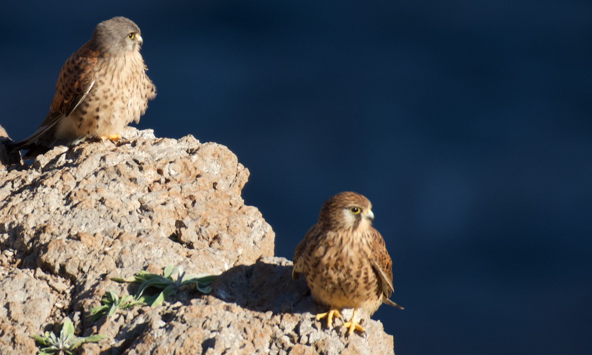 Eurasian Kestrel - ML646262657