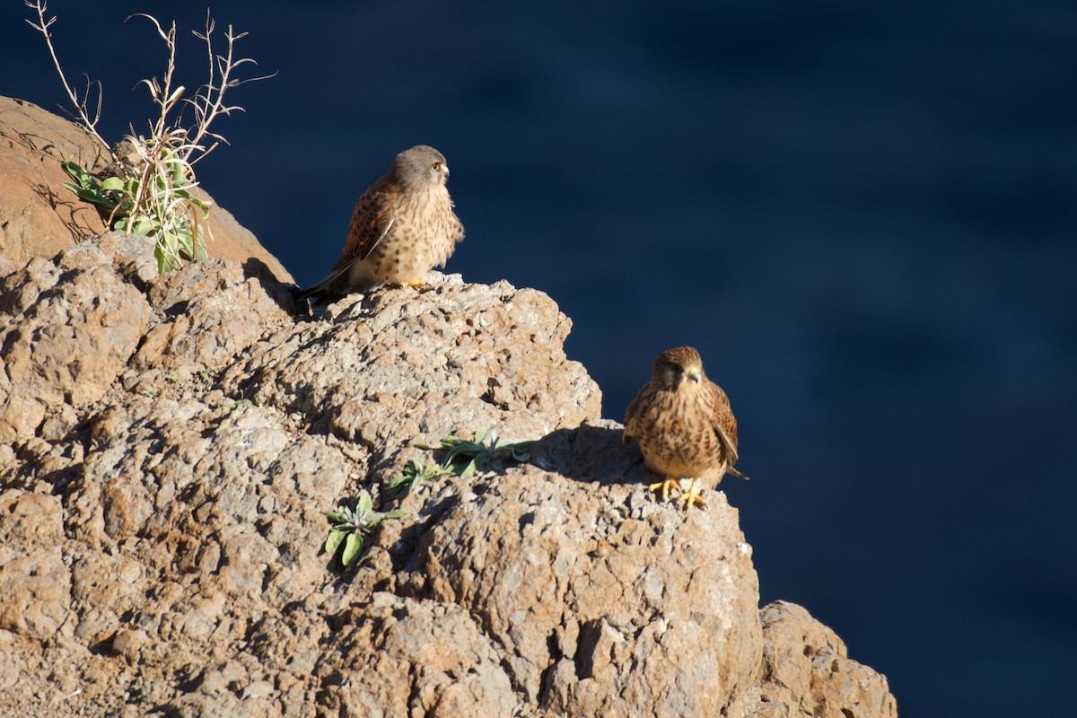 Eurasian Kestrel - ML646262658