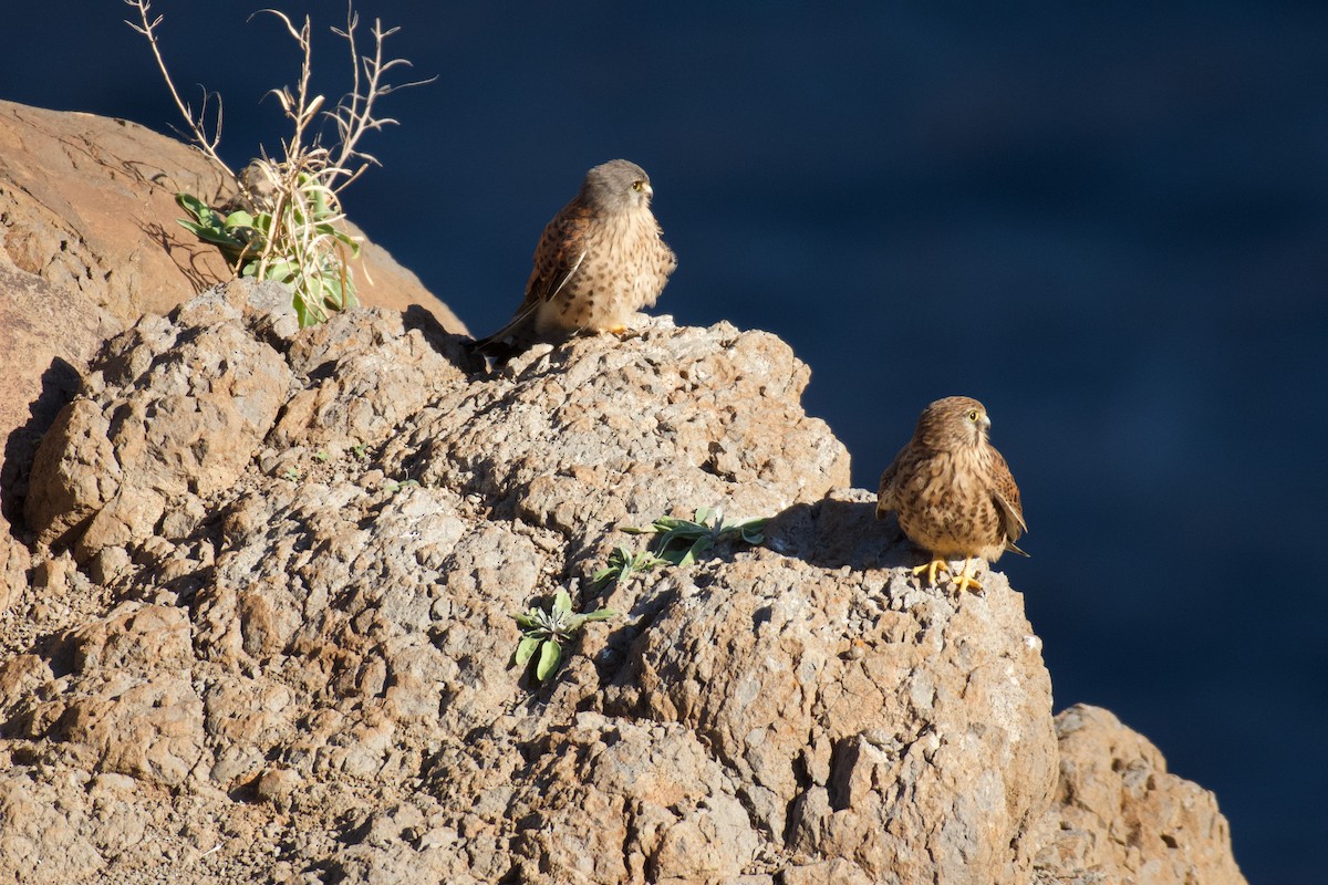 Eurasian Kestrel - ML646262659