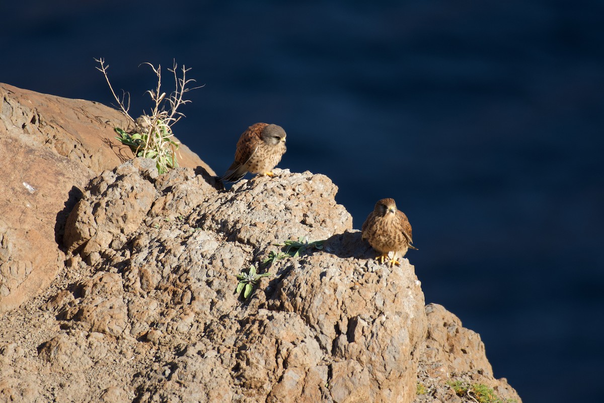 Eurasian Kestrel - ML646262660