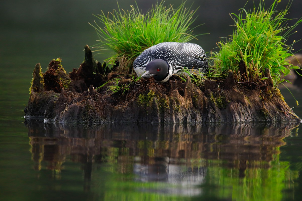 Common Loon - ML646262672