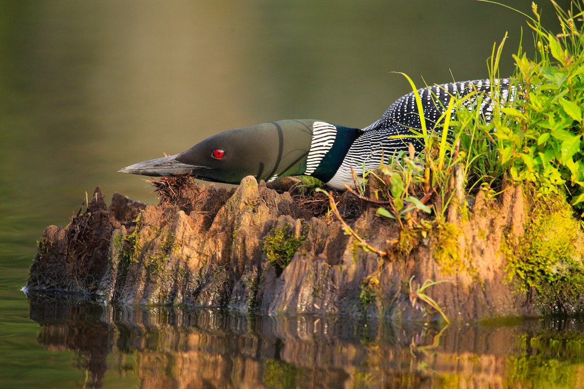 Common Loon - ML646262673