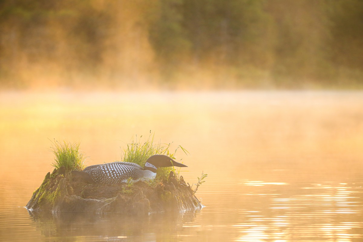 Common Loon - ML646262674
