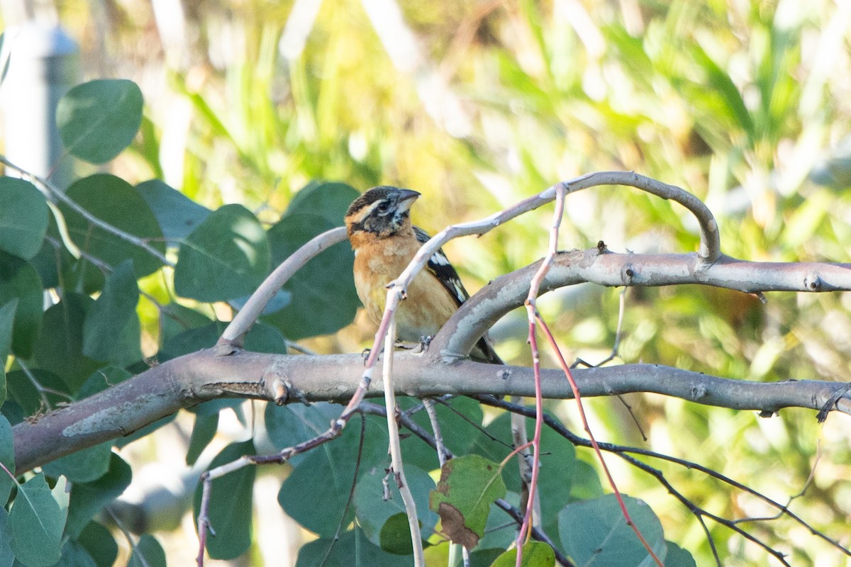 Black-headed Grosbeak - ML646262675