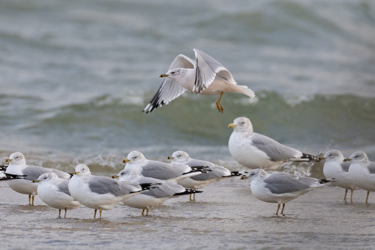 Ring-billed Gull - ML646262678