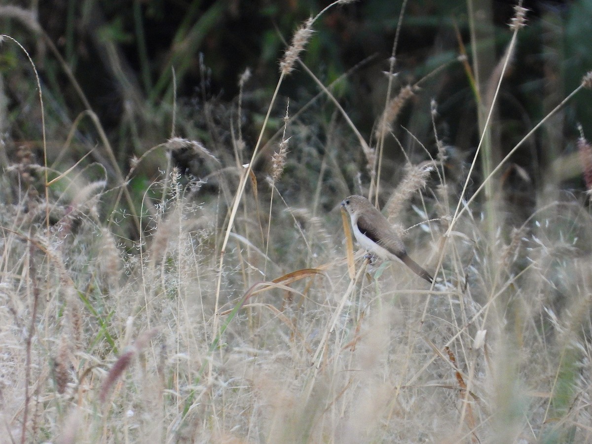 African Silverbill - ML646262679