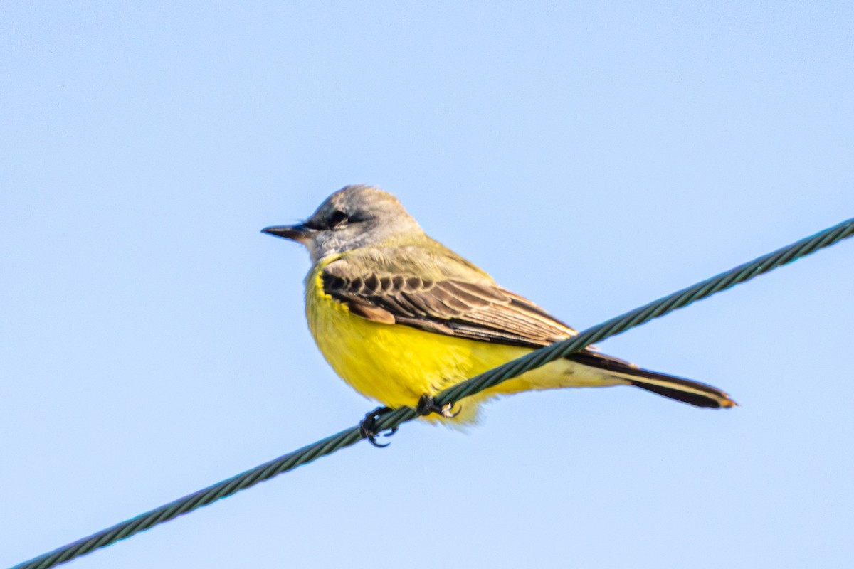 Western Kingbird - ML646262686