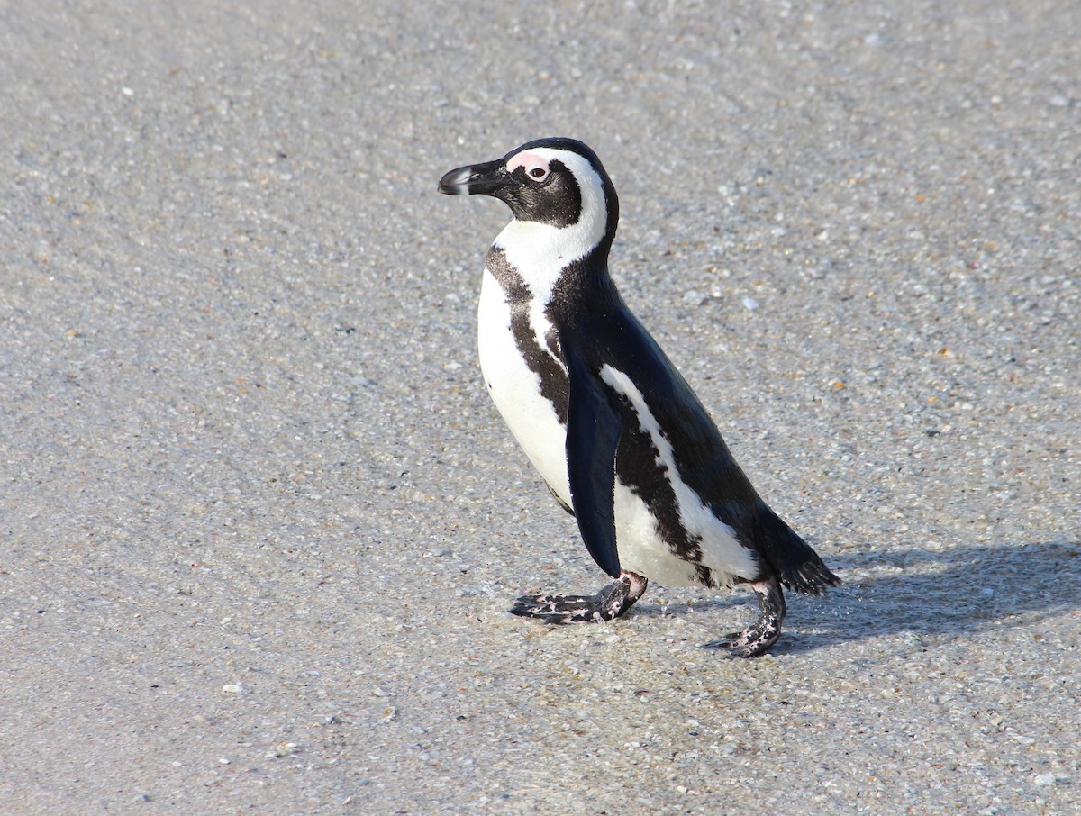 African Penguin - ML646262688