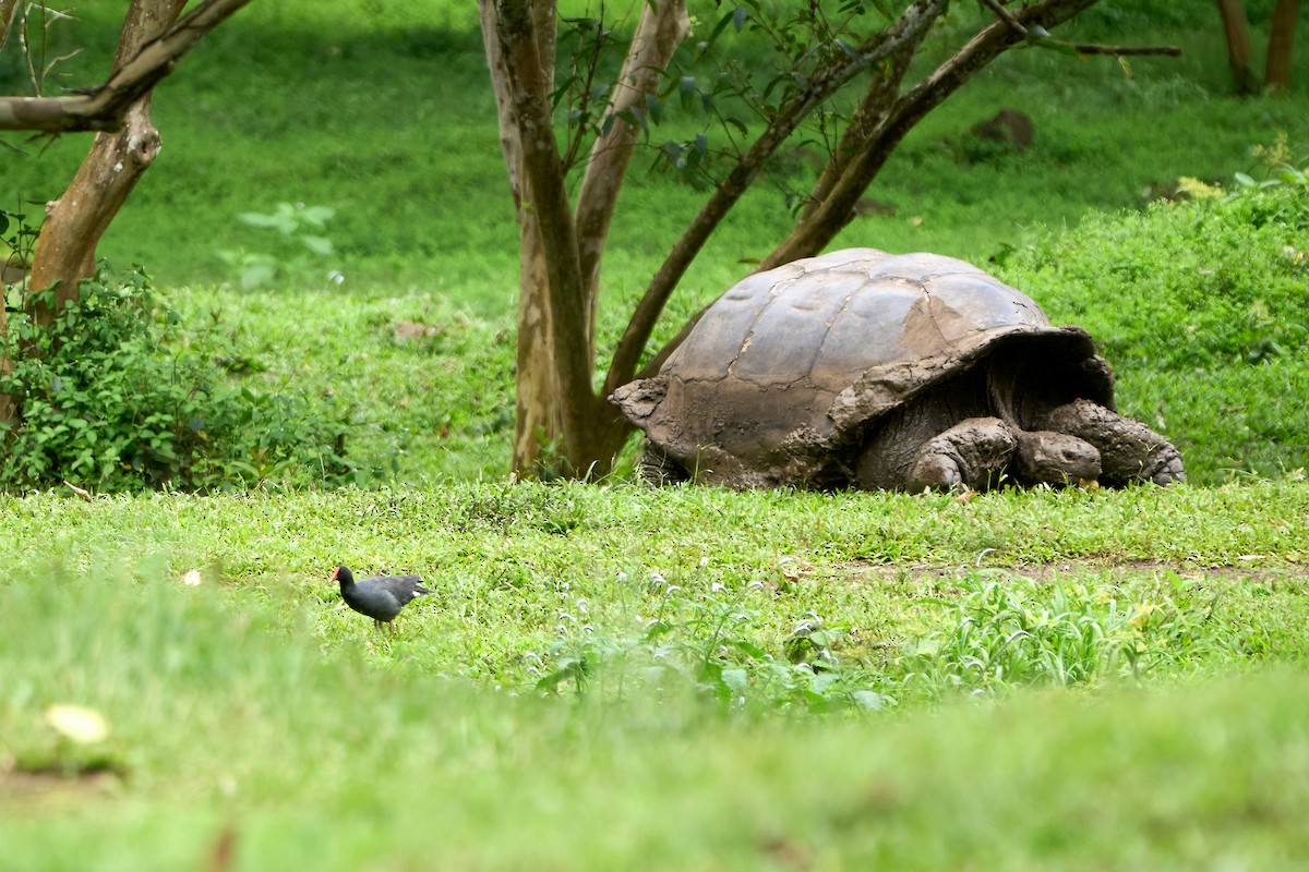 Amerikateichhuhn [galeata-Gruppe] - ML646262689