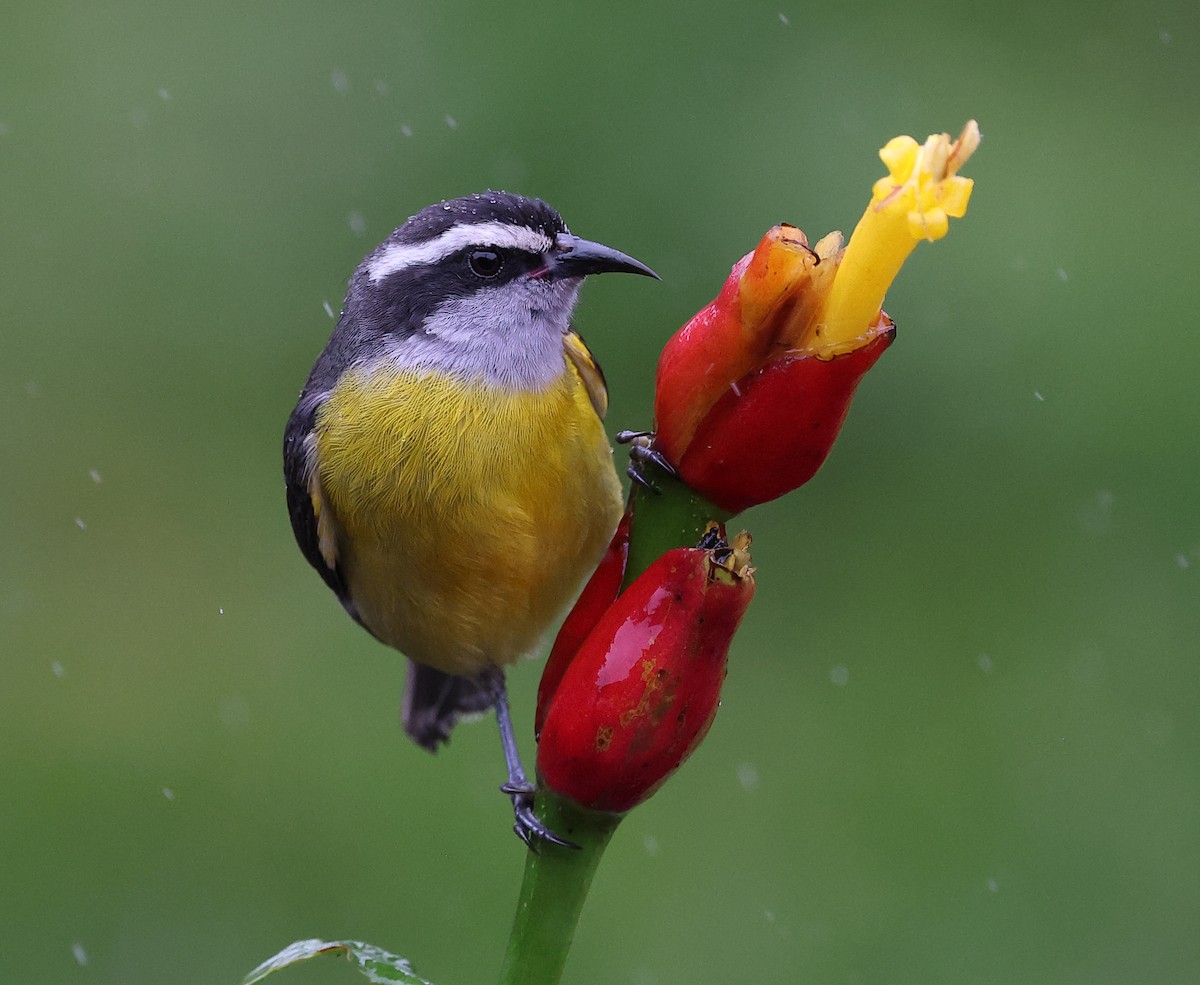 Цереба - ML646262709