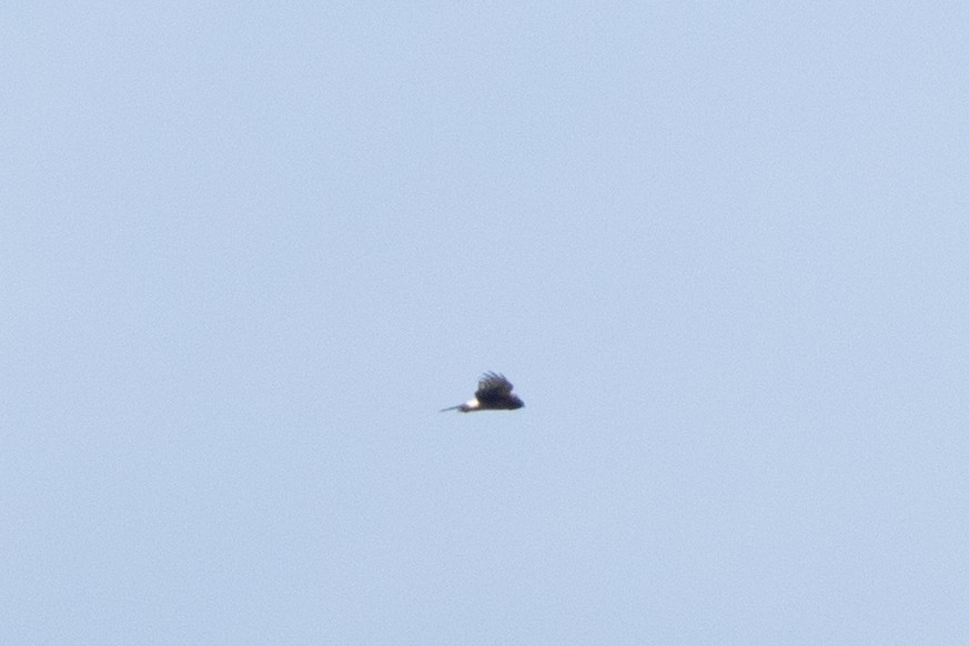 Northern Harrier - ML646262712