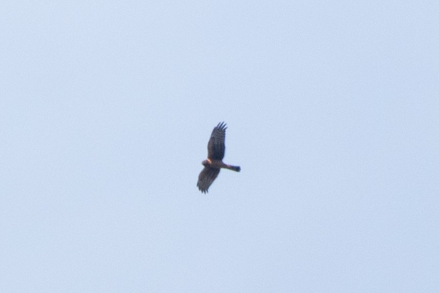 Northern Harrier - ML646262713